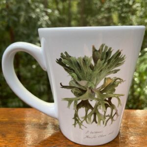 Sophisticated 350ml Platycerium holttumii coffee mug